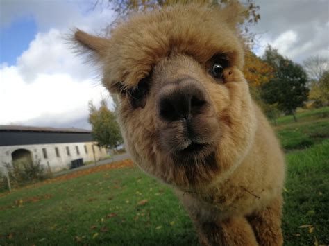 g tur med alpaca kbenhavn|Kom tæt på Alpacaen i Danmarks nye Alpacapark